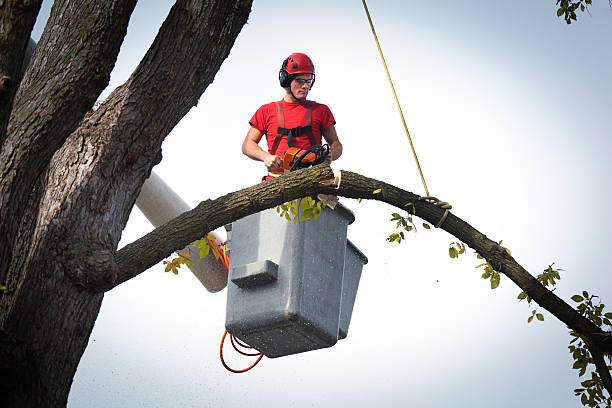 How Our Tree Care Process Works  in  Arlington, WA
